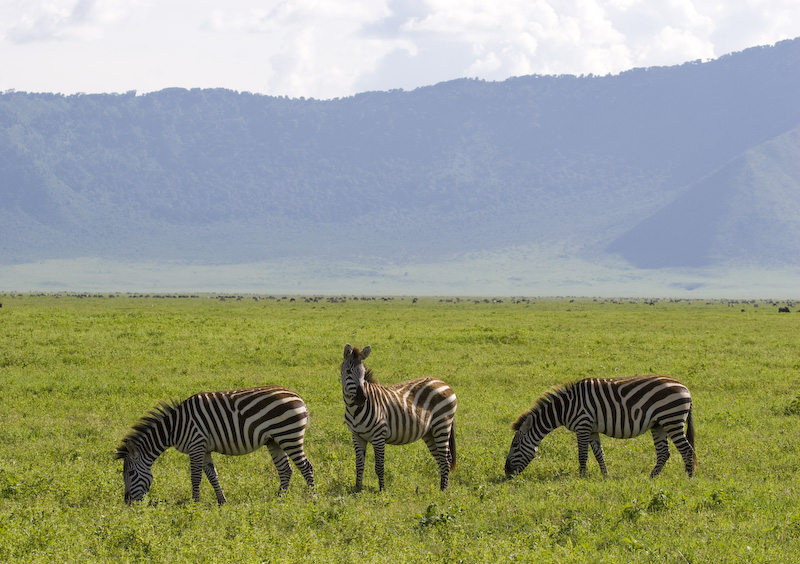 Plains Zebra Grazing